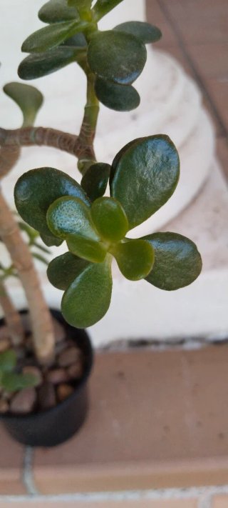 Planta Crassula Ovata Árbol de Jade