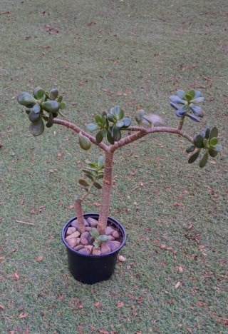 Planta Crassula Ovata Árbol de Jade