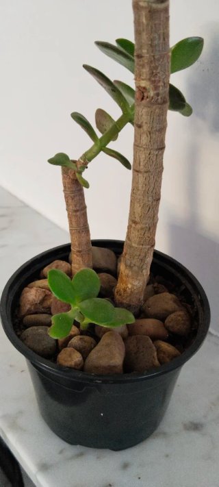 Planta Crassula Ovata Árbol de Jade