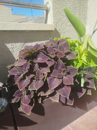 Planta grande de interior/exterior