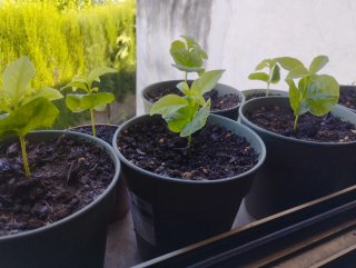 Planta de café Arábica