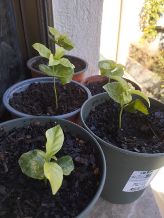 Planta de café Arábica