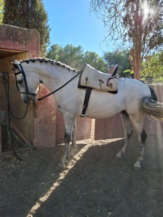 Montura Vaquera