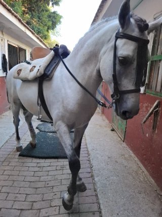 Montura Vaquera