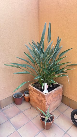 Ave del paraíso y maceta grande terracota
