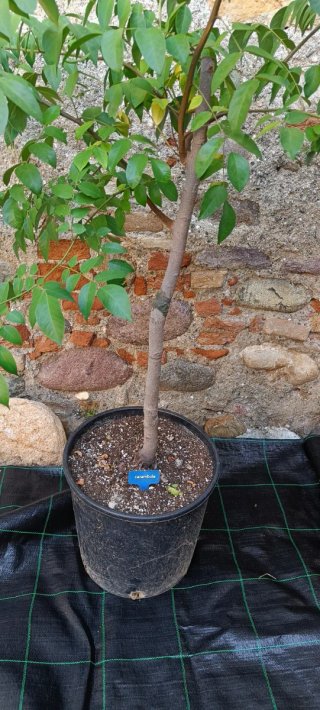 Averrhoa Carambola Fwang Tung