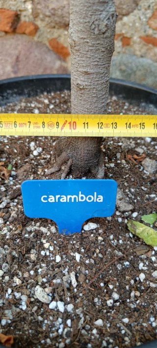 Averrhoa Carambola Fwang Tung