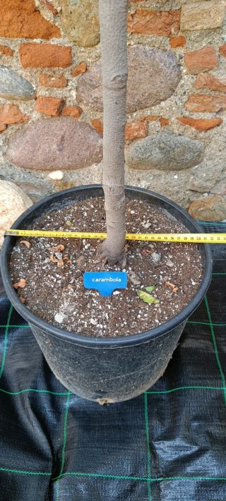 Averrhoa Carambola Fwang Tung
