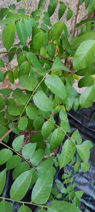 Averrhoa Carambola Fwang Tung
