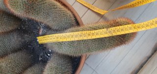Cactus Mammillaria Spinosisima