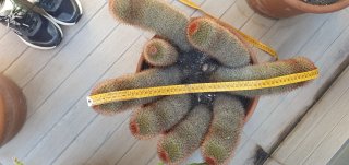 Cactus Mammillaria Spinosisima