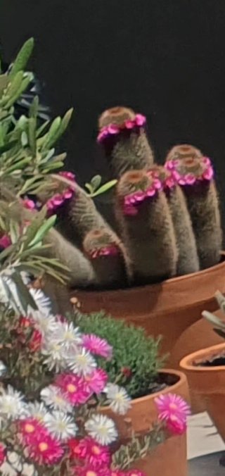 Cactus Mammillaria Spinosisima