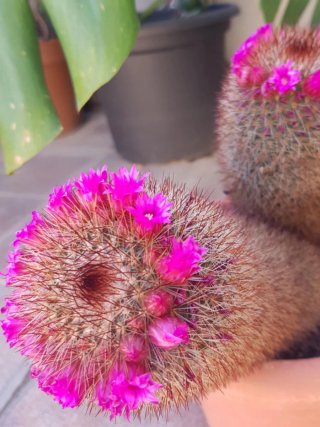 Cactus Mammillaria Spinosisima