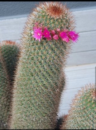 Cactus Mammillaria Spinosisima