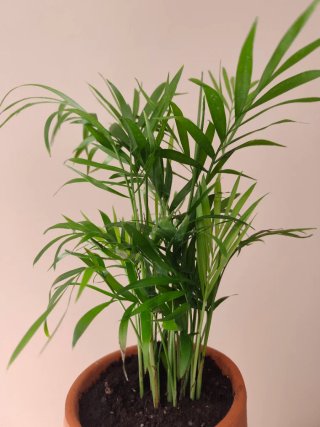 Palmera de salón