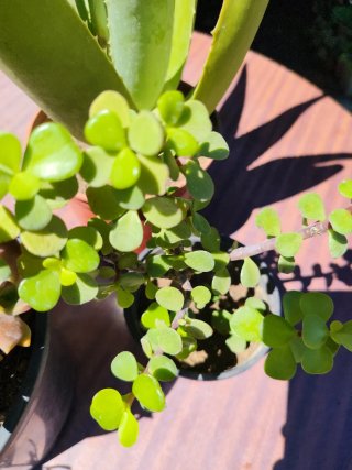 Plantas Suculentas Variadas
