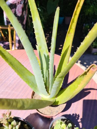 Plantas Suculentas Variadas