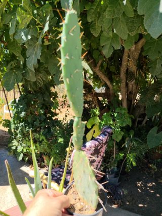 Plantas Aloe Vera y Cactus