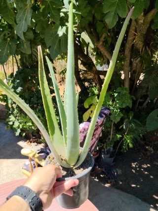 Plantas Aloe Vera y Cactus
