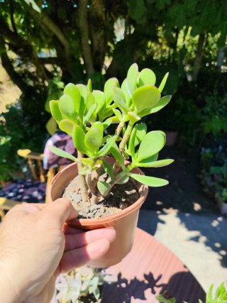 Plantas suculentas y cactus