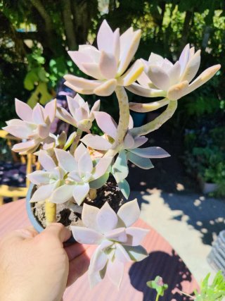 Plantas suculentas y cactus