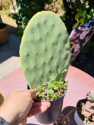 Plantas suculentas y cactus variados