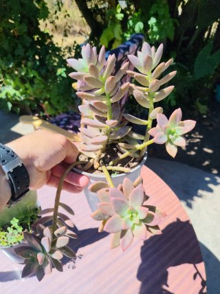 Plantas suculentas y cactus variados