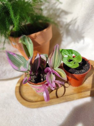 Lote 3 plantas