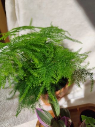 Lote 3 plantas