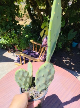 Plantas suculentas y cactus