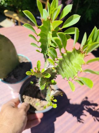 Plantas suculentas y cactus
