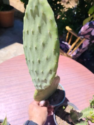 Plantas suculentas y cactus