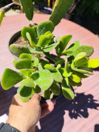 Plantas suculentas variadas