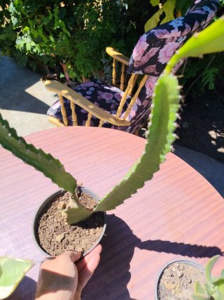 Plantas suculentas variadas
