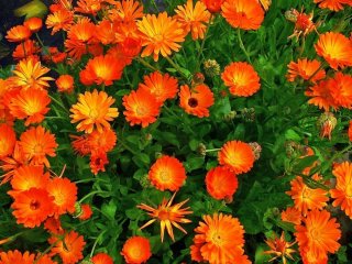 Semillas de caléndula, semillas planta aromática