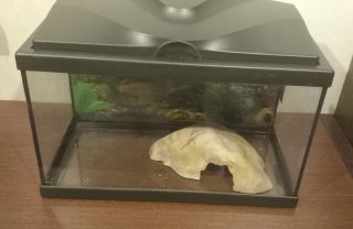 Acuario Pecera 20 Litros