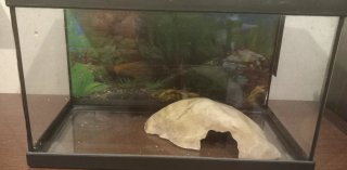 Acuario Pecera 20 litros