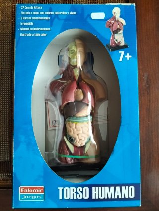 Torso Humano Falomir 27cm 8 Partes