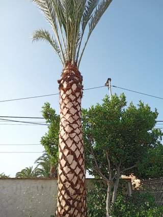 Jardinero profesional.