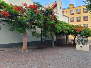 Semillas de flamboyan
