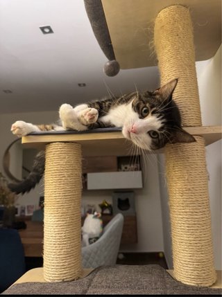 Árbol rascador para gatos