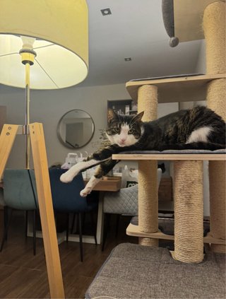 Árbol rascador para gatos