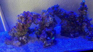Acuario Marino completo  230L