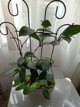 Planta Joya Carnosa Grande