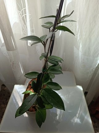 Planta Joya Carnosa Grande