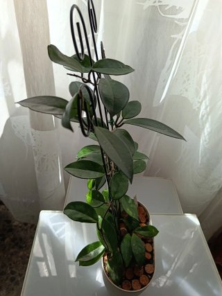 Planta Joya Carnosa Grande