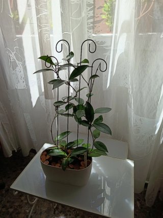 Planta Joya Carnosa Grande