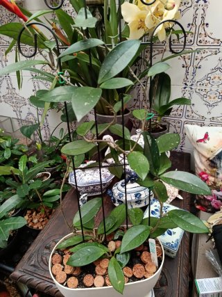 Planta Joya Carnosa Grande