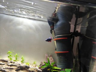 Filtro Eheim 200L/h