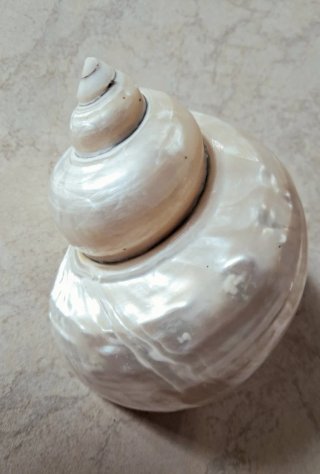 Conchiglia a chiocciola